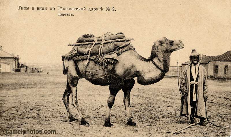Old photo of Bactrian camel with saddle